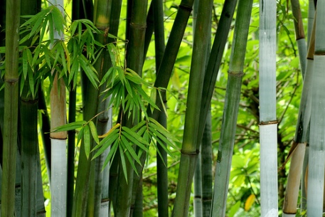 Bamboo growing - Source shenxy:flickr