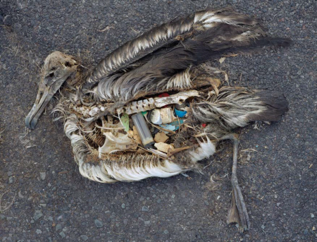 Dead albatross with stomach full of plastic items.