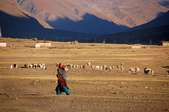 Zanskar Valley Shepherd.