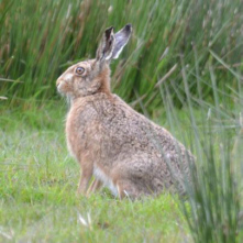 A brown hare, sitting in the grass